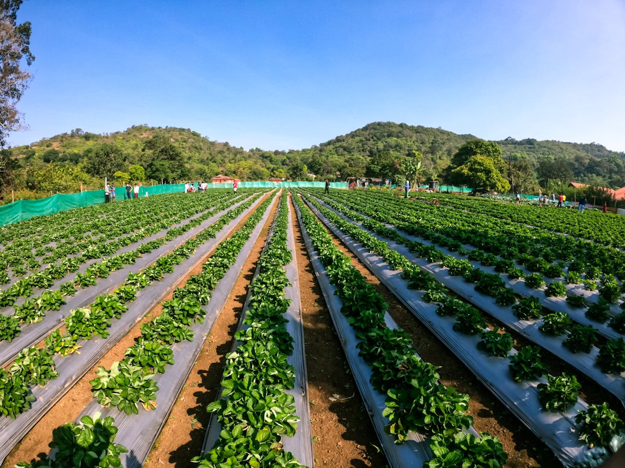 Dharamshala Dalhousie Amritsar Tour 5 Nights
